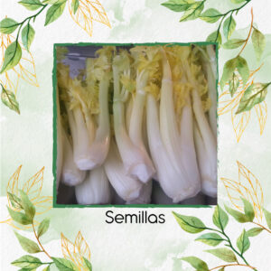 Semillas Orgánicas De Apio Pascal Dorado