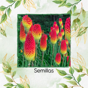 Semillas Orgánicas De Flor Kniphofia Flamenco