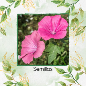 Semillas Orgánicas De Flor Malva Rosa Lavatera