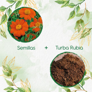 Kits De Siembra Para Tithonia Goldfinger