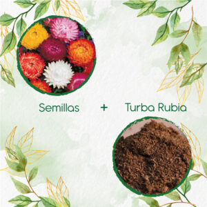 Kits De Siembra Para Flor De Paja Doble Alta