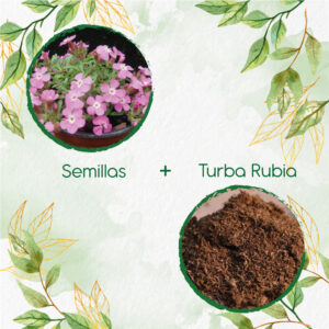 Kits De Siembra Para Saponaria