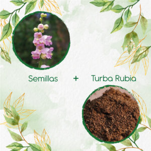 Kits De Siembra Para Penstemon Palmers
