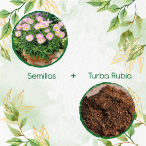 Kits De Siembra Para Oenothera Onagra