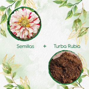 Kits De Siembra Para Zinnia Menta Doble