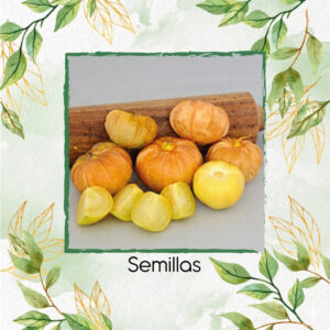 Semillas Orgánicas De Tomatillo Mexicano Naranja