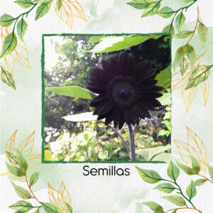 Semillas Orgánicas De Flor Girasol Negro y Otros Mix