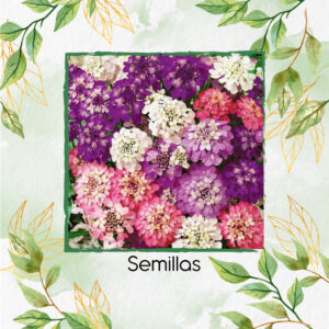 Semillas Orgánicas De Flor Iberis Hadas Enanas