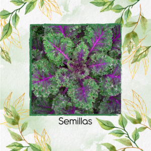 Semillas Orgánicas De Col Rizada Rusa Roja