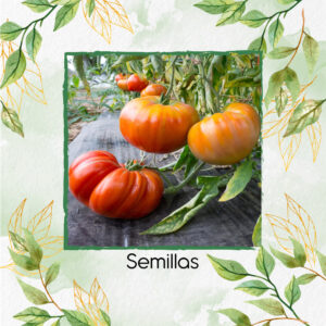 Semillas Orgánicas De Tomate Joya Oaxaqueño