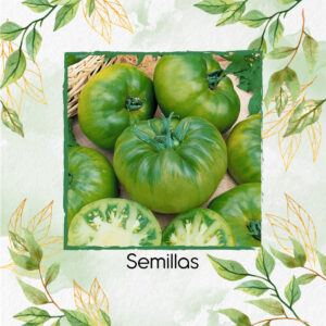 Semillas Orgánicas De Tomate Verde Alemán Para Ensalada