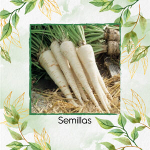 Semillas Orgánicas De Arracacha Harris