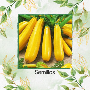 Semillas Orgánicas De Zucchini Dorado