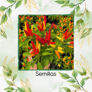 Semillas Orgánicas De Ají Dulce Patio Fire And Ice