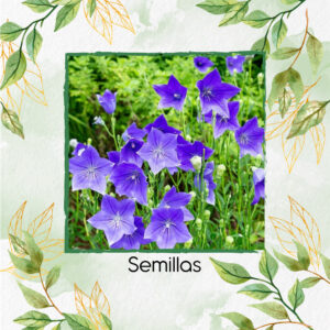 Semillas Orgánicas De Flor Campana Japonesa Toraji