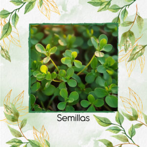 Semillas Orgánicas De Verdolaga Silvestre Verde