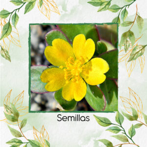 Semillas Orgánicas De Flor Verdolaga