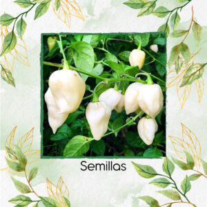 Semillas Orgánicas De Ají Habanero Blanco