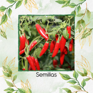 Semillas Orgánicas De Ají Serrano Tampiqueño