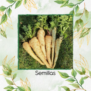 Semillas Orgánicas De Arracacha All American