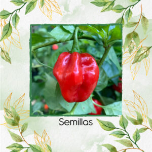 Semillas Orgánicas De Ají Scotch Bonnet