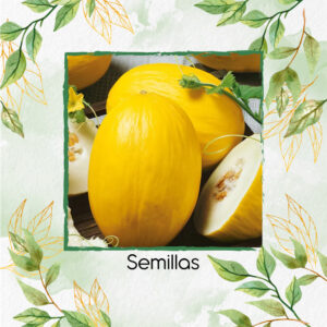 Semillas Orgánicas De Melón Amarillo Canario