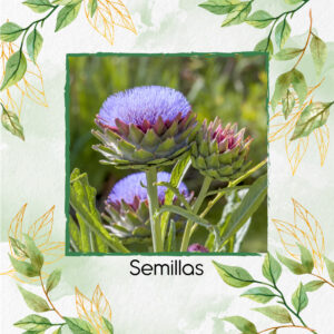 Semillas Orgánicas De Alcachofa Selvática