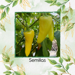 Semillas Orgánicas De Ají Dulce Húngaro Amarillo