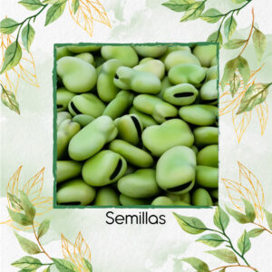 Semillas Orgánicas De Habas Aquadulce