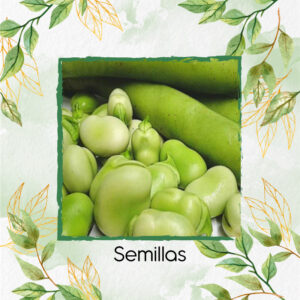 Semillas Orgánicas De Habas