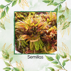 Semillas Orgánicas De Toon Chino Rojo