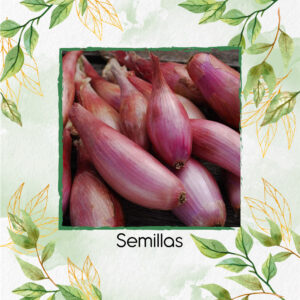 Semillas Orgánicas Cebolla Roja De Florencia