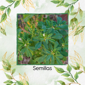 Semillas Orgánicas De Fenogreco