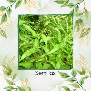 Semillas Orgánicas De Pimienta De Agua