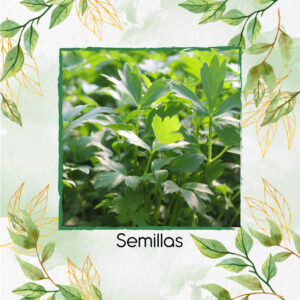 Semillas Orgánicas De Apio De Monte