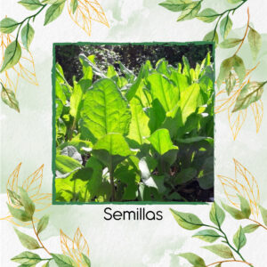 Semillas Orgánicas De Acedera Verde De Hoja Ancha