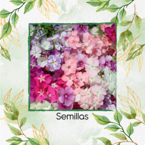 Semillas Orgánicas De Flox En Tonos Pastel