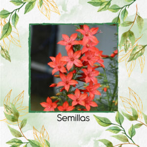 Semillas Orgánicas De Flor Ciprés Rubra