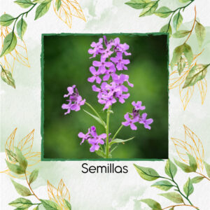 Semillas Orgánicas De Flor Alhelí De Dama