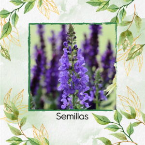 Semillas Orgánicas De Salvia Lila