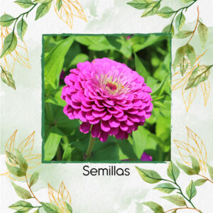 Semillas Orgnicas De Flor Zinnia Lavanda