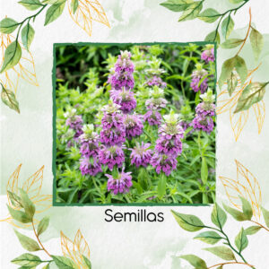 Semillas Orgánicas De Menta Limón