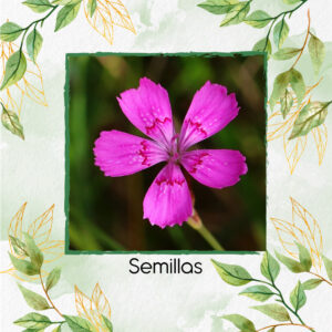 Semillas Orgánicas De Claveles de Doncella