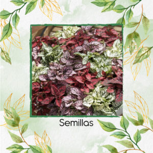 Semillas Orgánicas De Hypoestes Splash Select