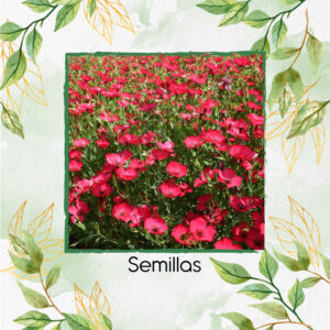 Semillas Orgánicas De Flor Lino Escarlata