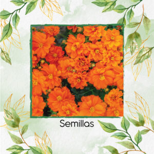 Semillas Orgánicas De Flor Cosmos Naranja Intenso
