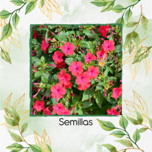 Semillas Orgánicas De Flor Maravilla Del Perú Escarlata