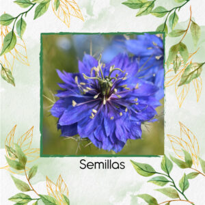 Semillas Orgánicas De Flor Love Mist
