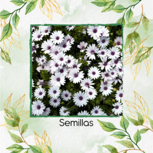 Semillas Orgánicas De Flor Margarita Blanca Del Cabo