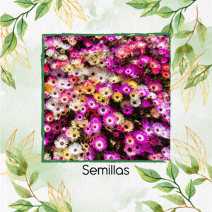 Semillas Orgánicas Flor De Hielo Vibrante